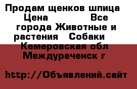 Продам щенков шпица › Цена ­ 25 000 - Все города Животные и растения » Собаки   . Кемеровская обл.,Междуреченск г.